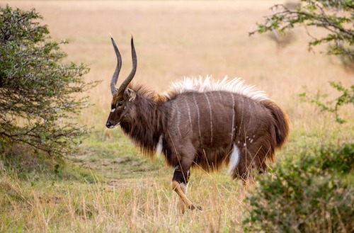 Nyala bull displaying Nyala bull displaying